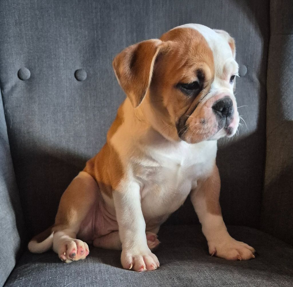 Des Joyeux Molossus - Chiots disponibles - Bulldog continental
