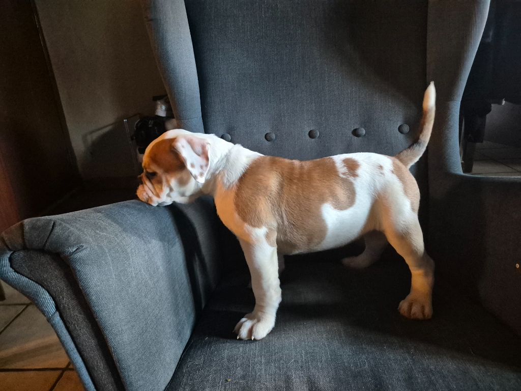 Des Joyeux Molossus - Chiots disponibles - Bulldog continental