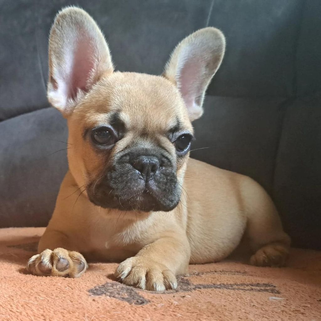 Des Joyeux Molossus - Bouledogue français - Portée née le 10/02/2024