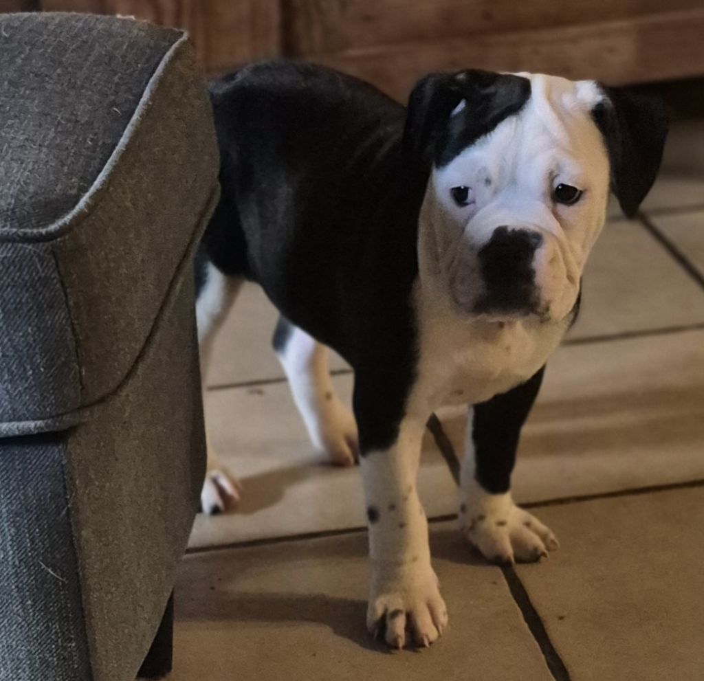 Des Joyeux Molossus - Chiots disponibles - Bulldog continental