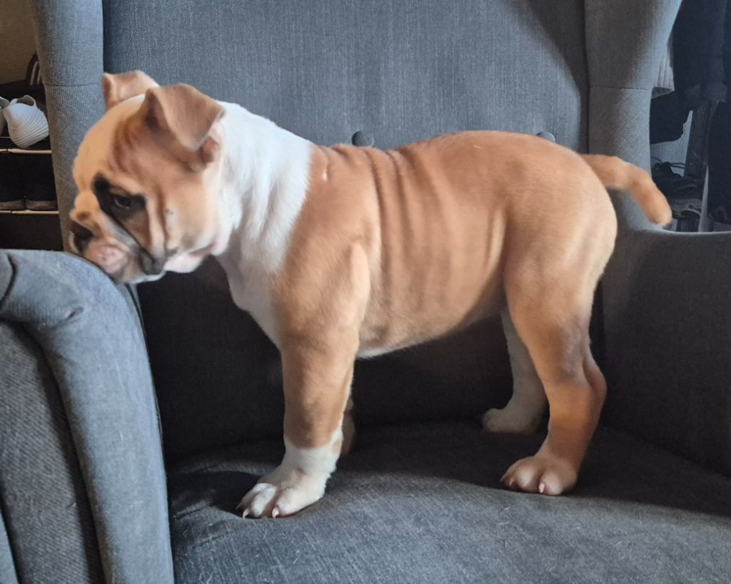 Des Joyeux Molossus - Chiots disponibles - Bulldog continental
