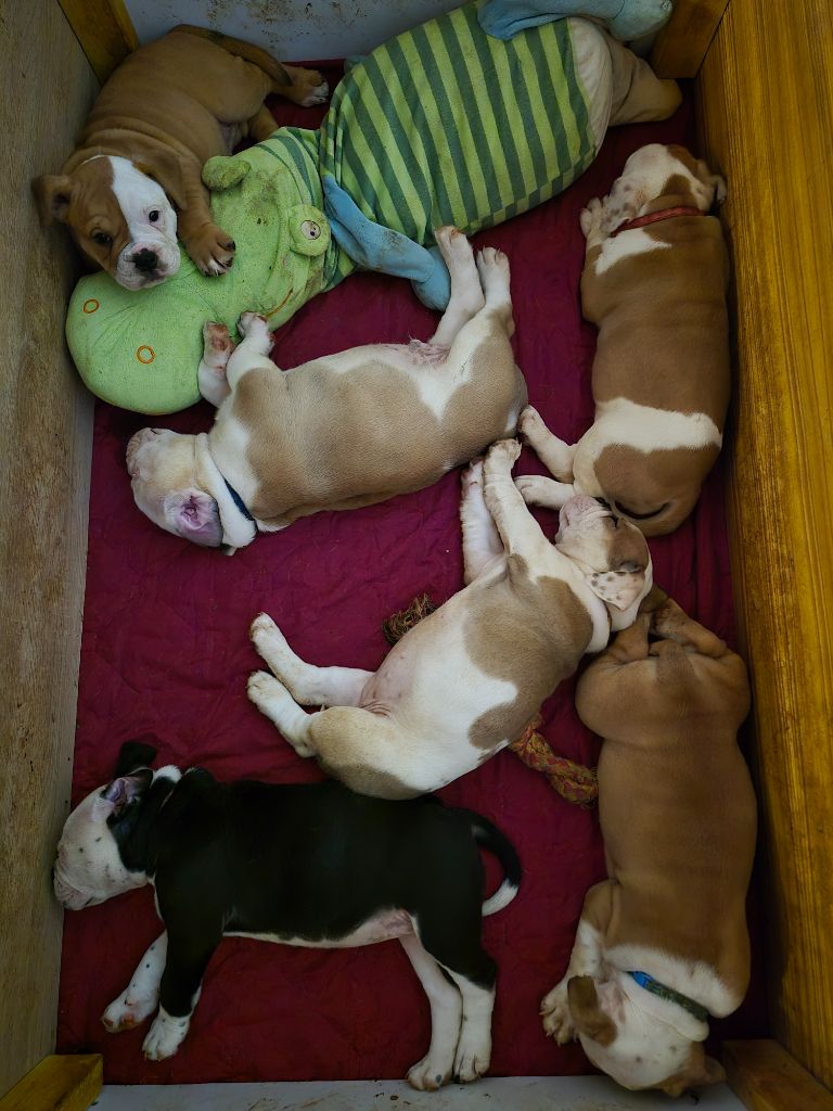 Chiot Bulldog continental Des Joyeux Molossus