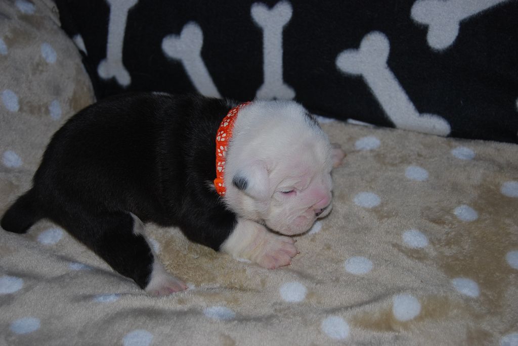 Des Joyeux Molossus - Bulldog continental - Portée née le 23/05/2024